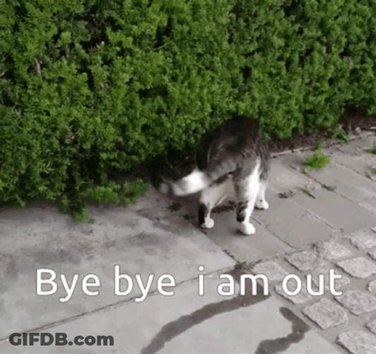 Funny Bye Cat Going Under The Bush Hedge GIF