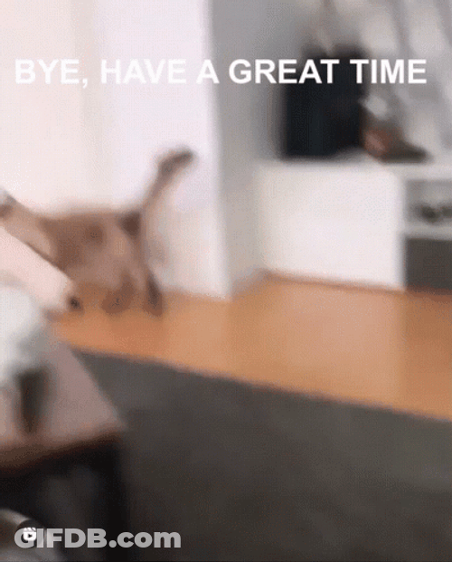 Funny Bye Cat Leaving With Something GIF