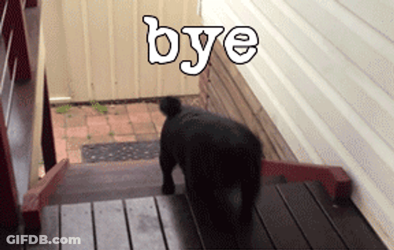 Funny Bye Cute Dog Going Downstairs GIF