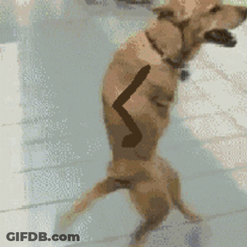 Funny Bye Dog Walking On Two Feet GIF