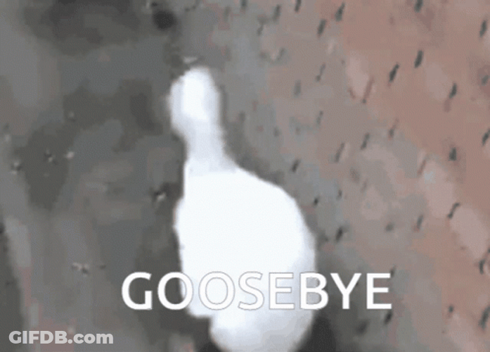 Funny Bye Goose Walking Away GIF