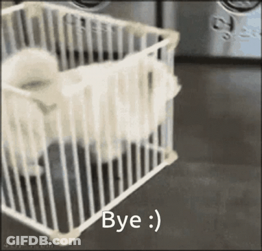 Funny Bye White Dog In A Cage Leaving GIF