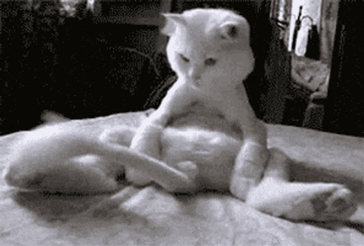 Funny Cat Amused With Its Wagging Tail GIF