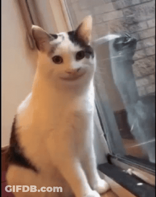 Funny Cat Awkward Smile Meme GIF