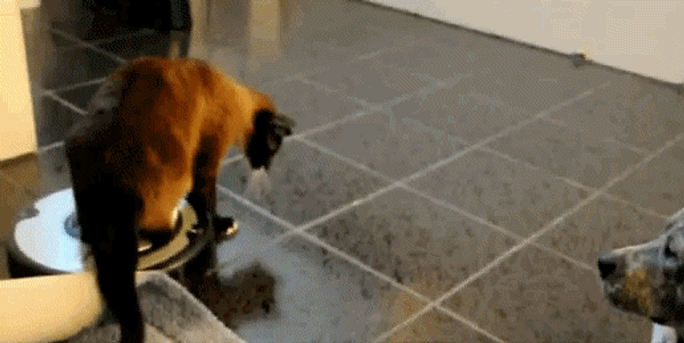 Funny Cat Bitch Slap Dog GIF