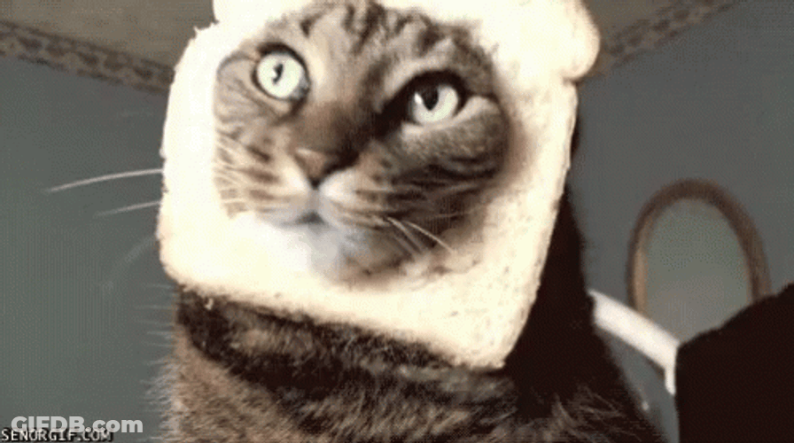 Funny Cat Bread Head Falling Over GIF