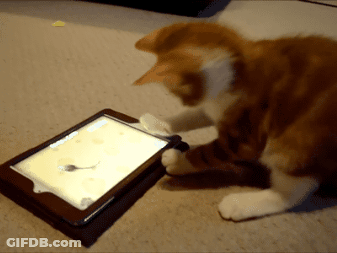 Funny Cat Catching Animated Mouse GIF