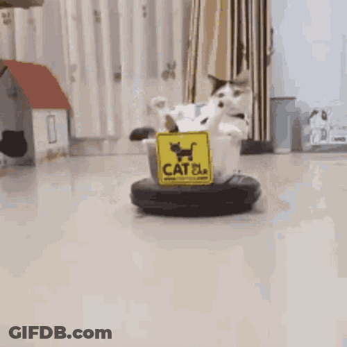Funny Cat Chilling In Its Car GIF