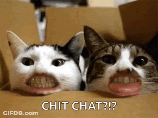 Funny Cat Chit Chat GIF