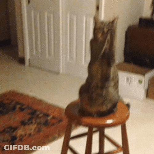 Funny Cat Claps Meme GIF