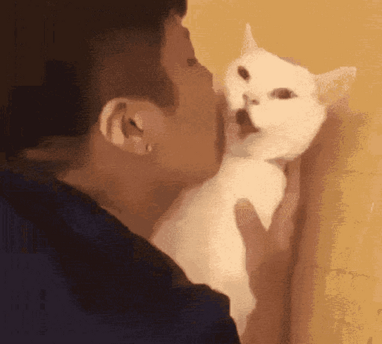 Funny Cat Cute Reaction While Kissing It GIF