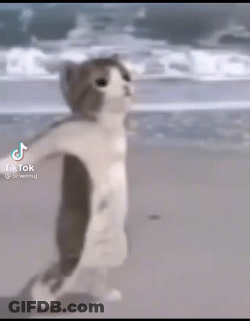 Funny Cat Doing Goofy Ahh Dance GIF