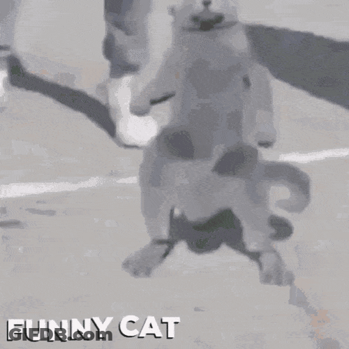 Funny Cat Doing The Dance Trends GIF