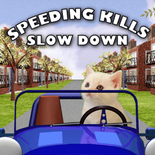 Funny Cat Driving Speeding Kills Slow Down GIF