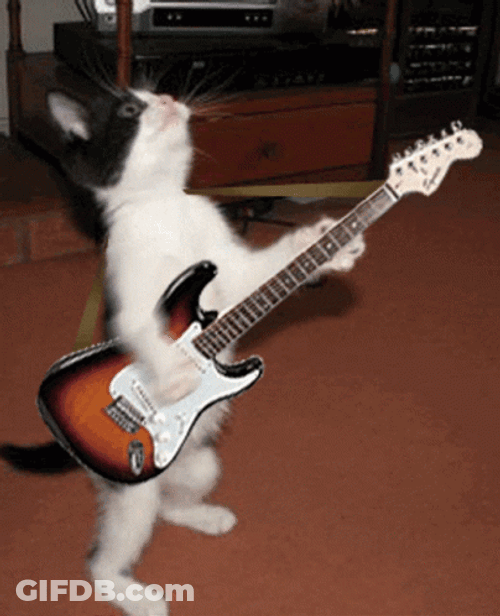 Funny Cat Electric Guitar GIF