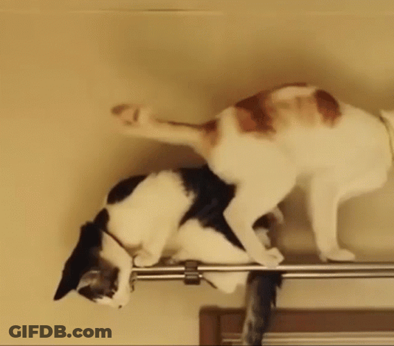 Funny Cat Fail GIF