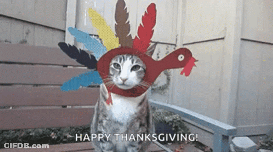 Funny Cat Happy Thanksgiving GIF