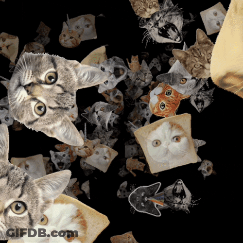 Funny Cat Heads Collage GIF