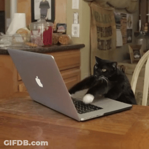 Funny Cat Hurry Up Typing Meme GIF