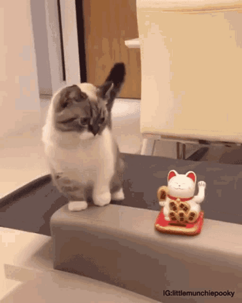 Funny Cat Imitating The Maneki-Neko GIF