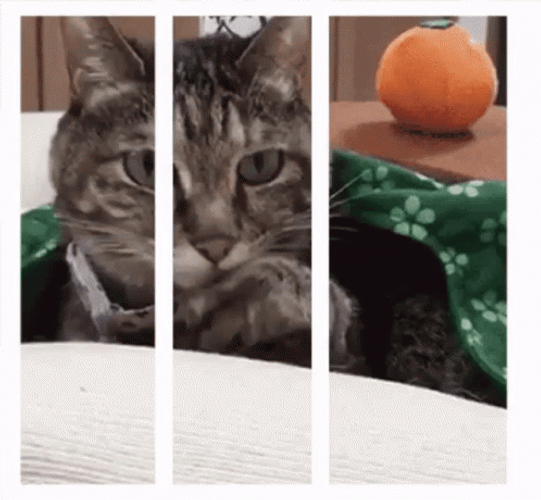 Funny Cat In 3D GIF