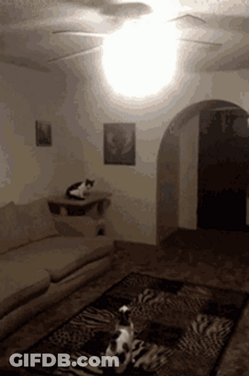Funny Cat Jump Switch Off GIF
