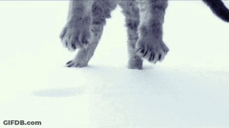 Funny Cat Jumping On Snow GIF