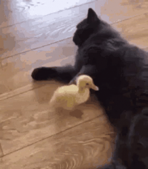 Funny Cat Kicked The Little Duck GIF
