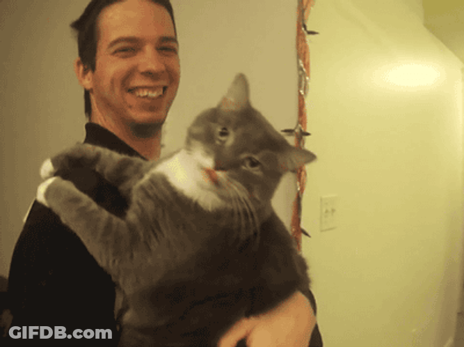 Funny Cat Kiss Lick GIF