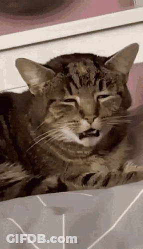 Funny Cat Laying On Bed GIF