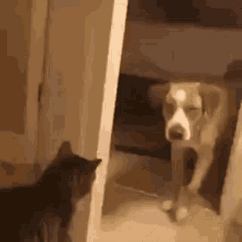 Funny Cat Make The Dog Leave GIF