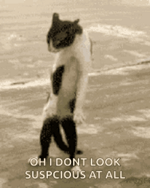 Funny Cat Memes Oh I Don't Look Suspicious GIF