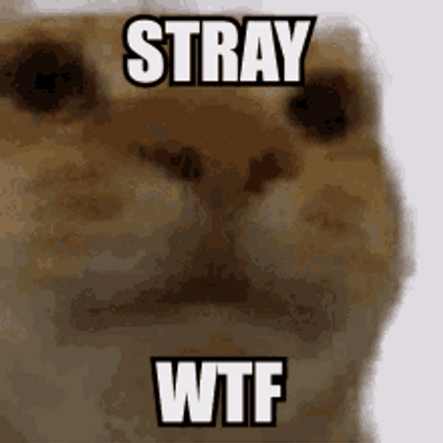 Funny Cat Memes Stray WTF POV GIF