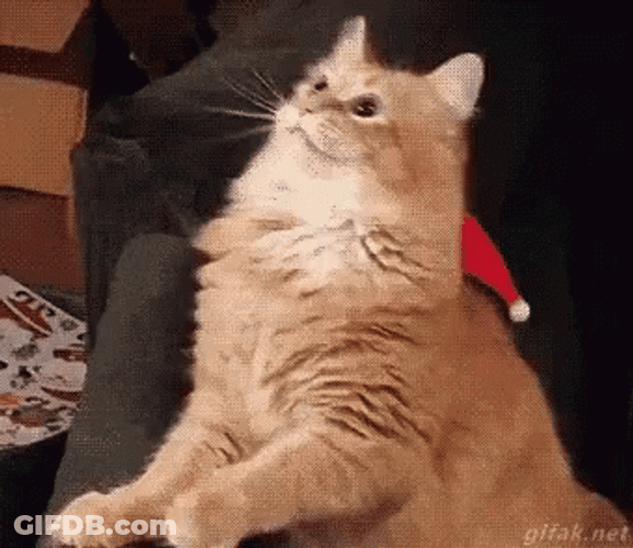 Funny Cat Merry Christmas GIF