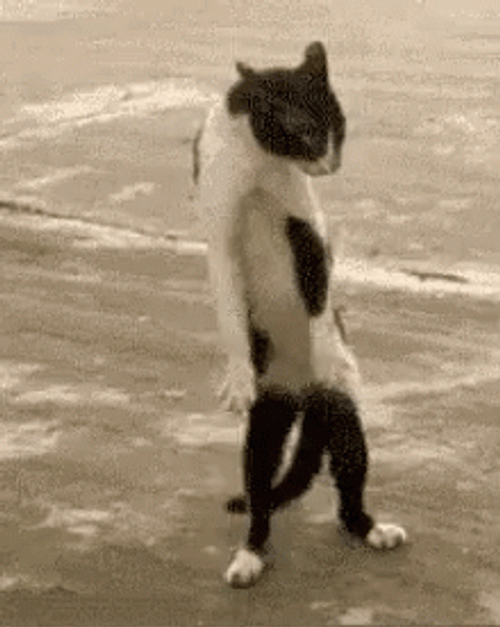 Funny Cat Moving Back And Forth GIF