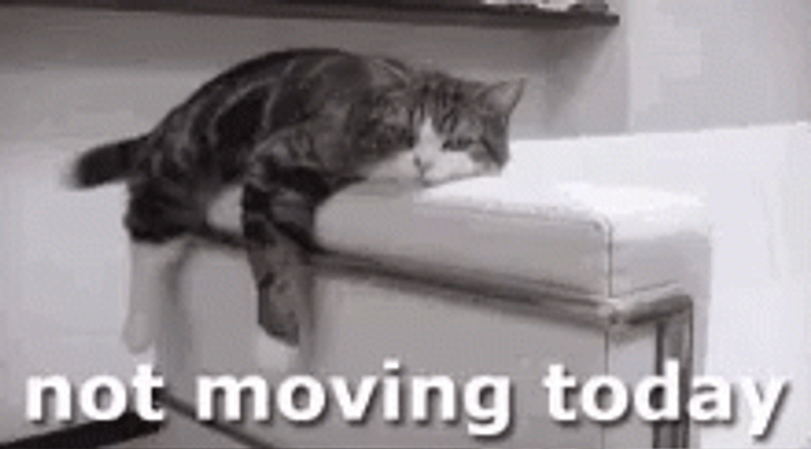 Funny Cat Not Moving Today GIF