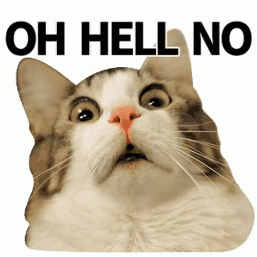 Funny Cat Oh Hell No GIF