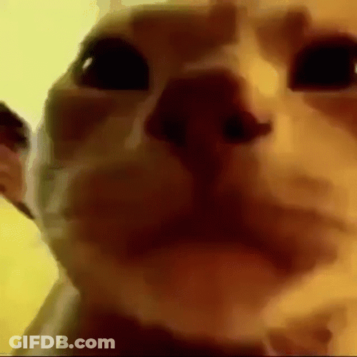 Funny Cat Party Meme GIF