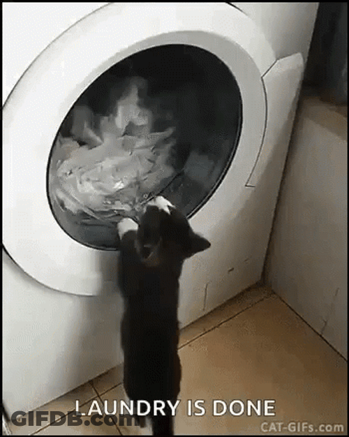 Funny Cat Plays With Laundry Machine GIF
