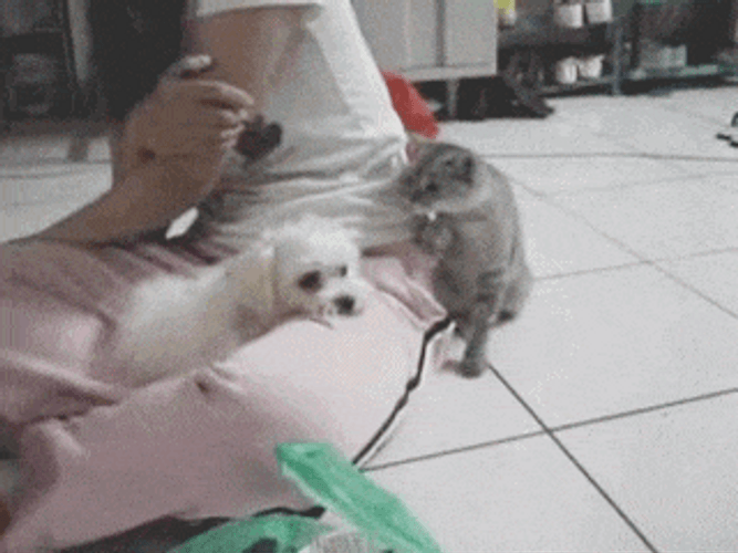 Funny Cat Poke Cute Dog Meme GIF
