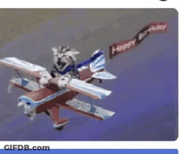 Funny Cat Riding Plane Rapidly GIF