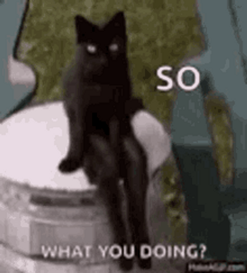 Funny Cat Sitting Whatcha Doin GIF