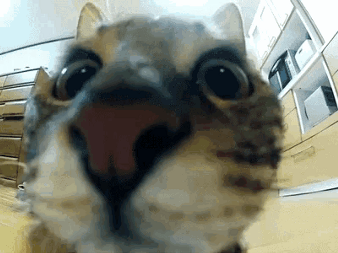 Funny Cat Slow Motion High Jump GIF