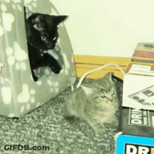 Funny Cat Smack Cat GIF