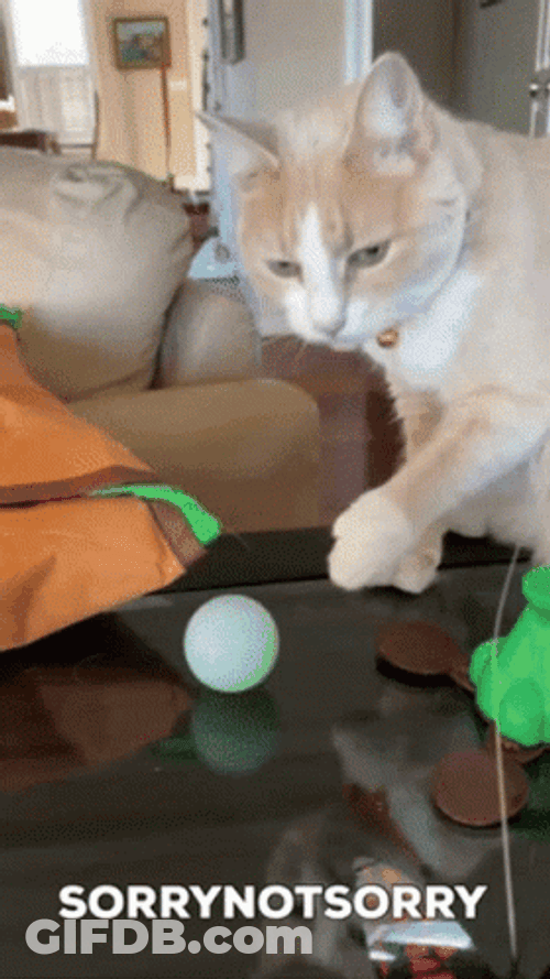 Funny Cat Sorry Not Sorry GIF