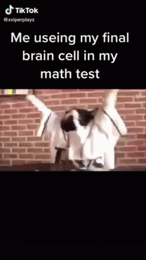 Funny Cat Test Meme GIF