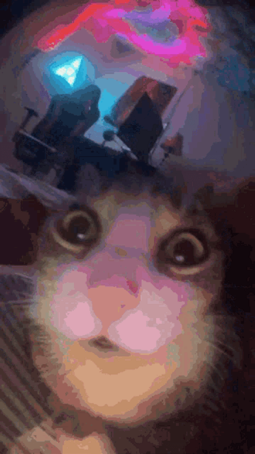 Funny Cat Trying To Call Its Human GIF
