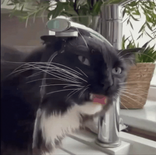 Funny Cat Trying To Drink Water GIF