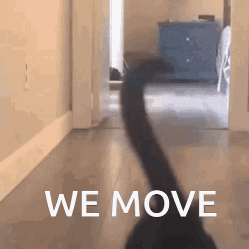Funny Cat Walk Like Zombies GIF