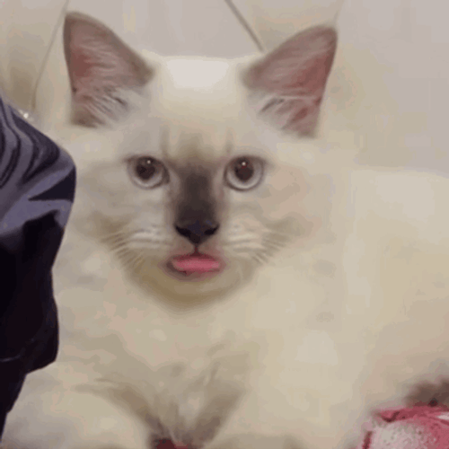 Funny Cat Winking Sticking Tongue Out GIF